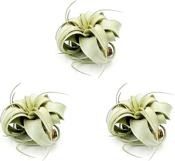 Air Plants - Tillandsia Xerographica, Small 2-3” - 3ct - Live Arrival Gauranteed - House Plants for Home Decor & Gift