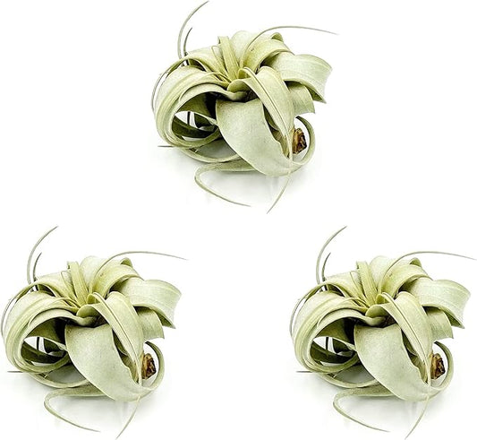 Air Plants - Tillandsia Xerographica, Small 2-3” - 3ct - Live Arrival Gauranteed - House Plants for Home Decor & Gift