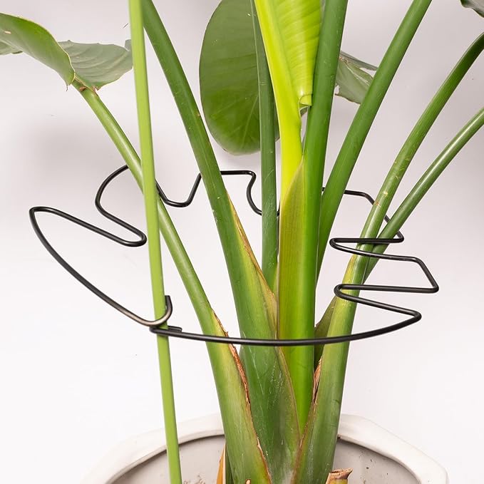 5PCS Monstera Plant Stem Support - 11 * 9.4 Inches, Durable Metal Stake Holder, Adjustable for Indoor Plant Leaf Support. Gentle Clips for Enhanced Stability for Plant Lovers!