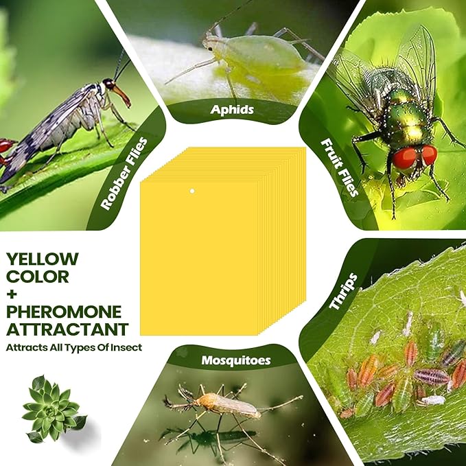 Qualirey 50 Pcs 6 x 8 Inch Sticky Traps for Plant Double Sided Sticky Trap for Gnats with Twist Ties Fly Traps for Fruit Insect Fungus Bugs Indoor Outdoor (Yellow)