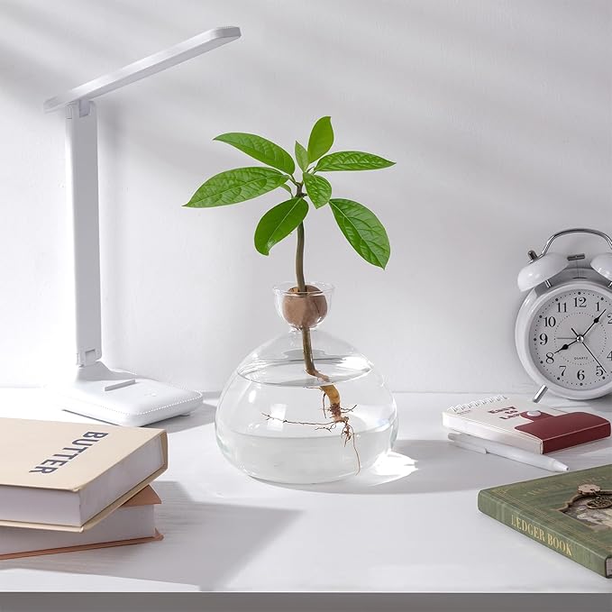 Avocado Seed Starter Vase Glass Planter for Hydroponic Plants Crystal Clear Grow Pots for Indoor Small Tree Growing Kit for Home Office Decoration