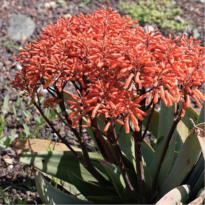 Coral Aloe Plants (Aloe striata) - Live Succulent with Striking Pink Edges and Smooth, Flat Leaves for Indoor/Outdoor Gardening (4 Coral Aloe Cups)