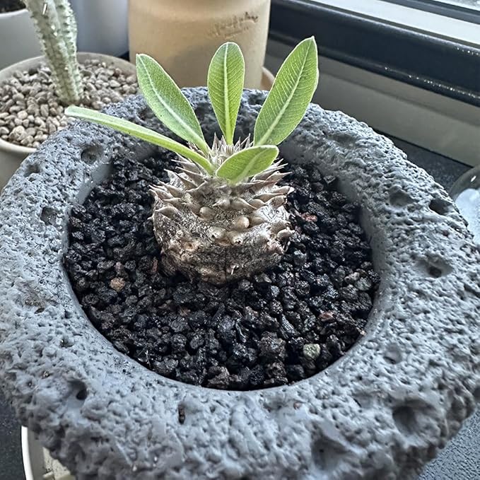 Black Horticultural Lava Rocks for Plants, 2lb Succulents Cactus Bonsai Soil Volcanic Rocks for Aquarium Outdoor Decorative Stones for Craft Projects, Vase Fillers