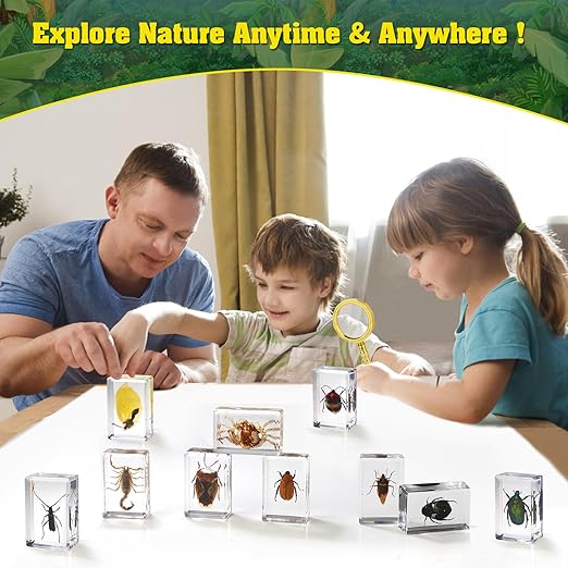 15 Insect specimens,Real Specimens of Various Butterflies and Beetles Made of Resin, Used for Science Classroom Science Education Animal Specimens, Bug Preserved,Oddities, Biology (15 Pcs Beetles)