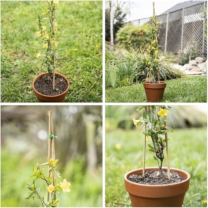 Mininfa Natural Bamboo Stakes 3 Feet, Eco-Friendly Garden Stakes, Plant Stakes Supports Climbing for Tomatoes, Trees, Beans, 25 Pack