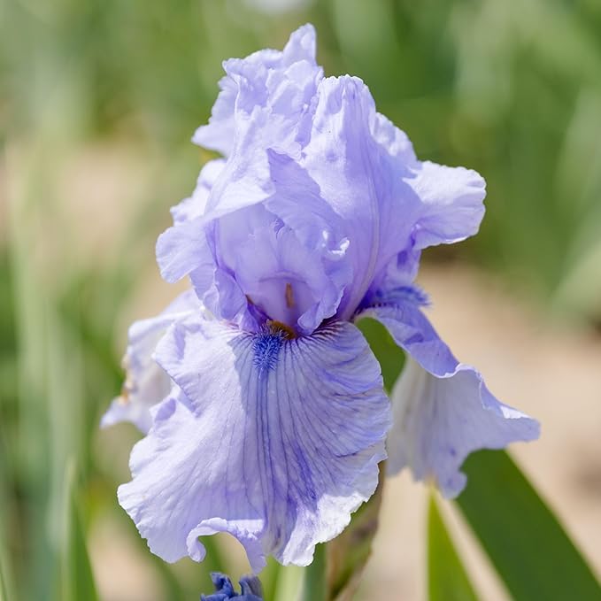 Easy to Grow Bearded Iris Rio Vista - 3 Plant Bulbs Rhizomes, Lavender & Purple Flowers in Spring to Fall, Full Sun Low Maintenance