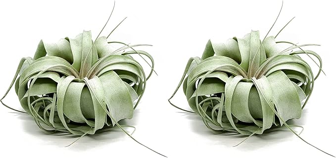 Live Air Plant - Tillandsia Xerographica, Jumbo 6-9” - 2 ct - Ideal for Gifts & Presents, Live Indoor Plants & Live House-Plants – Live Plants for Home décor