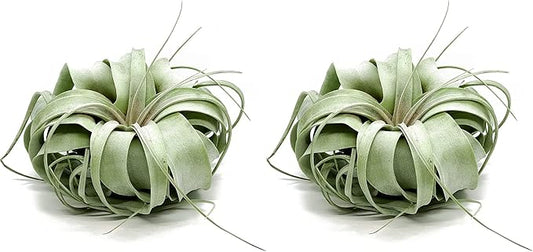 Live Air Plant - Tillandsia Xerographica, Jumbo 6-9” - 2 ct - Ideal for Gifts & Presents, Live Indoor Plants & Live House-Plants – Live Plants for Home décor