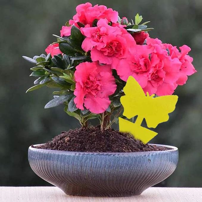 Faicuk Dual-Sided Yellow Sticky Fly Traps for Plant (20 Pack Butterfly)