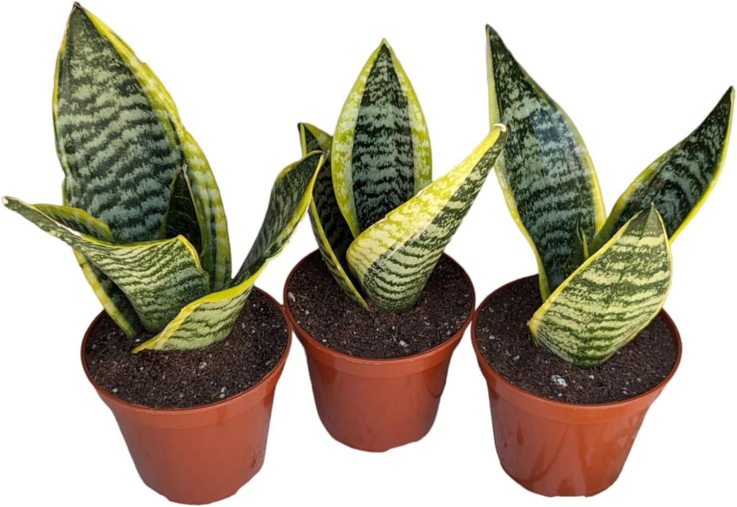 Generic Superba Snake Plants - Sanseveria, 3 Pack, Impossible to Kill, 4 Inch Pots, Indoor/Outdoor, Green/yellow