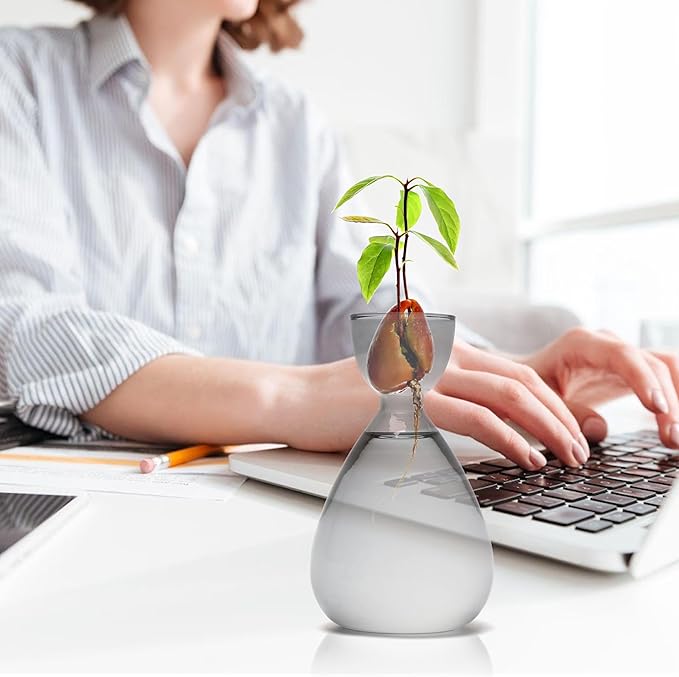 Avocado Vase Avocado Seed Starter Vases Trees Live Plants Growing kit Glass 2pc