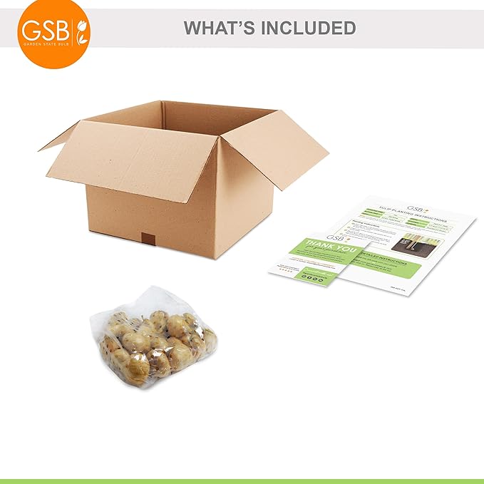 Garden State Bulb Triumph Candy Cane Mix Tulip Flower Bulbs, 12/+ cm, Fall Planting (Bag of 25)