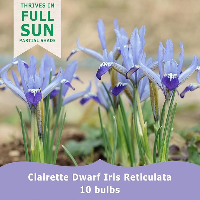 Clairette Dwarf Iris Bulbs (10-Pack) Early Blooming Sky-Blue Iris for Fall – Perfect for Borders, Rock Gardens & Containers