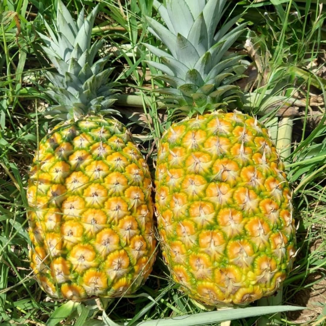 Pineapple Plant Live, Elite Gold Pineapple Tree Shrub Bush, Starter Plant 4-7 Inches Tall, Outdoor Growing, No Pot, Sweet Flavor