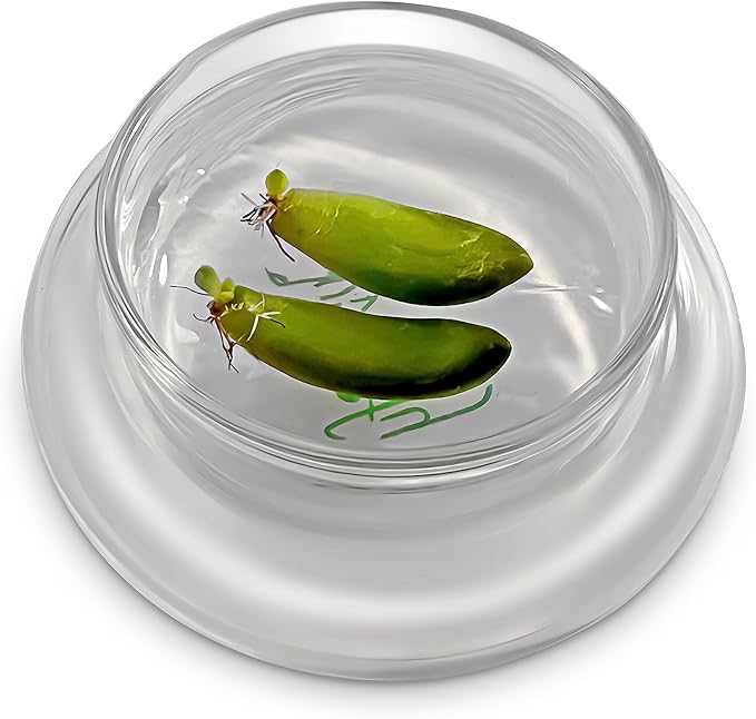 Bloomify Terra Gel Plant Propagation Seed Starter Tray with Glass Dome – Advanced Technology Gardening Supplies Plant Propagation Station for Succulents – Easy to Use Seed Starter Kit