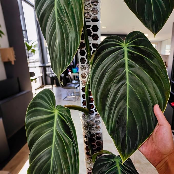 D Shape Sphagnum Moss Pole for Climbing Plants - 6 Pcs 17 Inch Plastic Stackable Plant Support, Designed for Monstera & Indoor Plants with Enhanced Stability