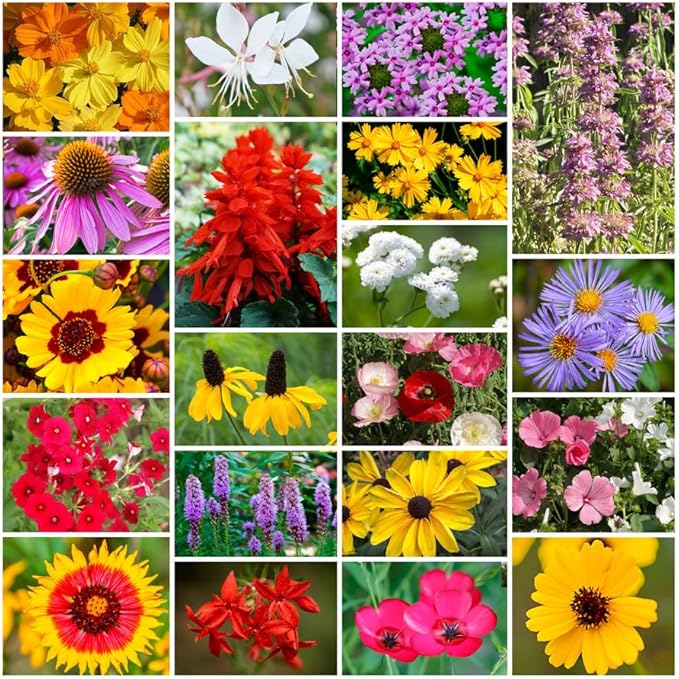 Park Seed Grow Your Own Vibrant Annual and Perennial Wildflower Garden Seeds Mixture, Easy to Grow Varieties for Pollinators and Spring Gardens - Southeast Regional Mix, 1 lb