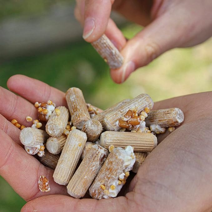 North Spore Organic Hen of The Woods (100 ct) Maitake Mushroom Plugs for Logs | Premium Quality Mushroom Plug Spawn | Handmade in Maine | Grow Gourmet Mushrooms Outdoors | Grifola frondosa