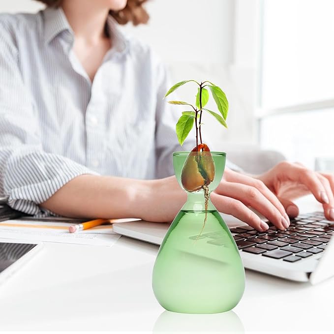 Avocado Vase Avocado Seed Starter Vases Trees Live Plants Growing kit Glass 2pc
