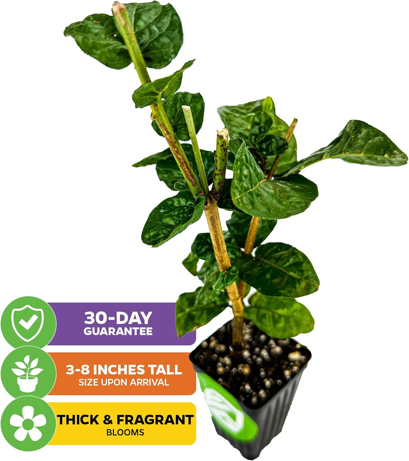 Grand Duke of Tuscany (Arabian Jasmine) - Jasminum sambac by Wellspring Gardens - Starter Plant - Fragrant Large Blooms, Grow Outdoors on Patio or Indoors in a Pot