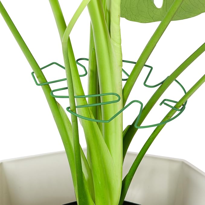 6PCS Iron Monstera Plant Support, Uniquely Designed Indoor Plant Accessories, Stable Plant Support Stakes for Indoor Plant, Turtle Shell Bamboo Clamp Set for Thriving Growth
