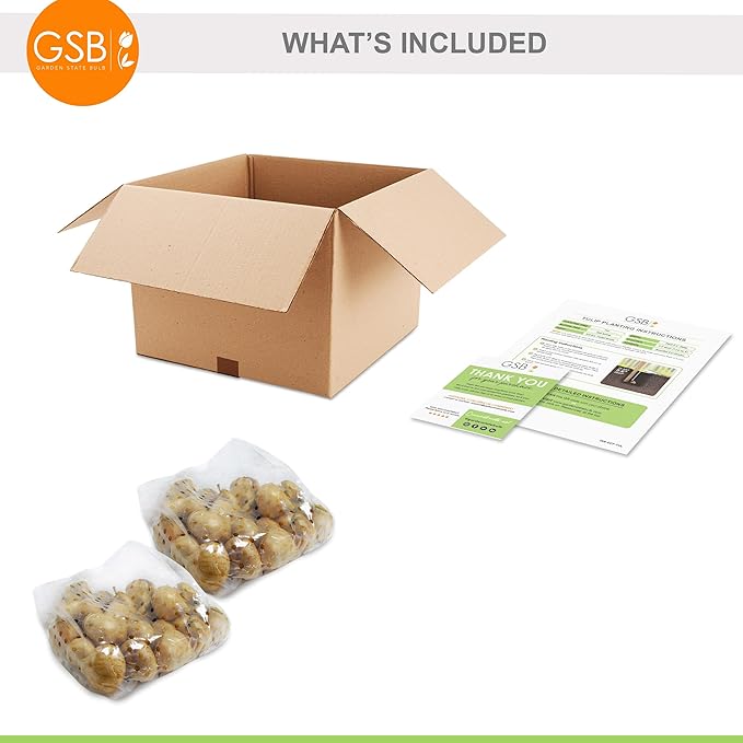 Garden State Bulb Triumph Candy Cane Mix Tulip Flower Bulbs, 12/+ cm, Fall Planting (Bag of 50)