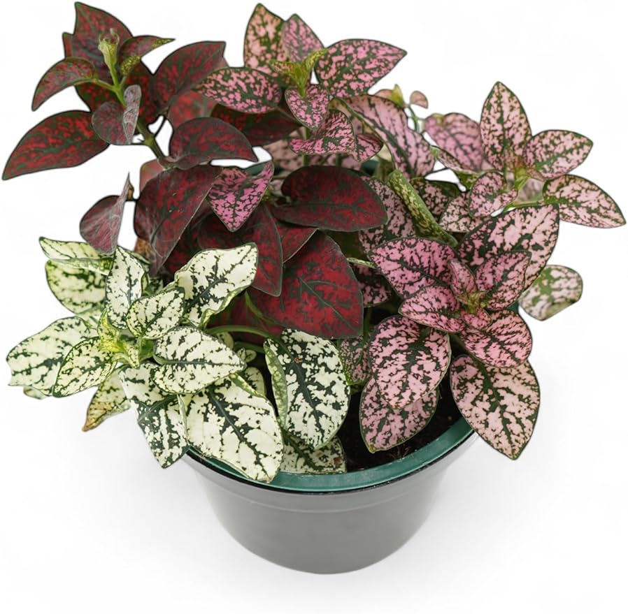 Live Plants - Polka Dot Plant Live Hypoestes, 3 Varieties in One Pot, Colorful Indoor Plants, Vibrant Plants Live Houseplants for Home Decor
