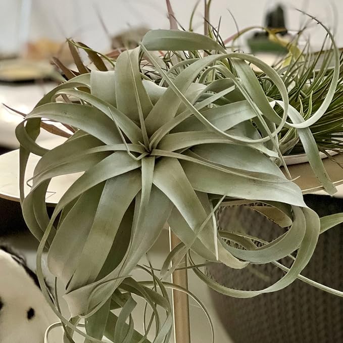 Live Air Plant - Tillandsia Xerographica, Jumbo 6-9” – 1 ct - Ideal for Gifts & Presents, Live Indoor Plants & Live House-Plants – Live Plants for Home décor