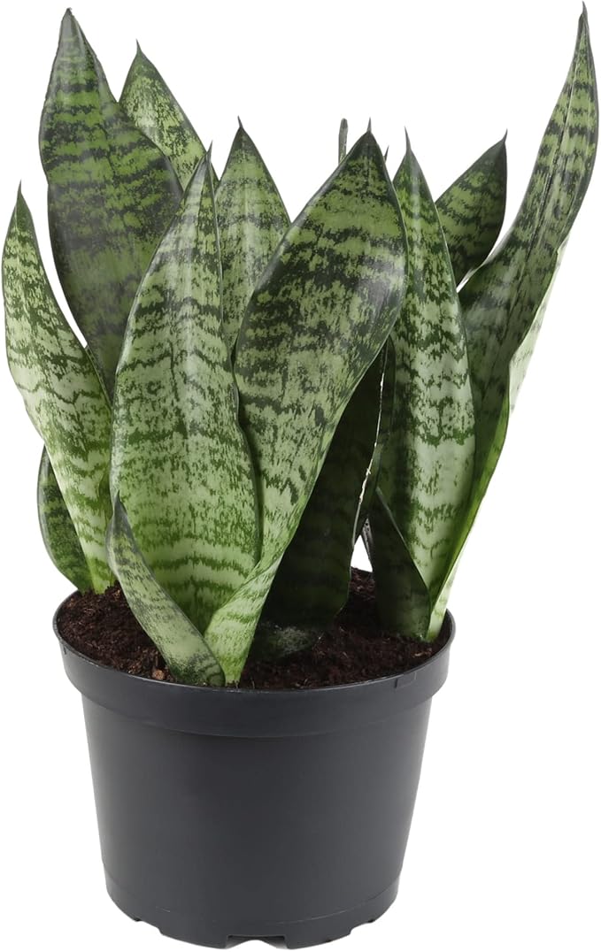 RA Premium Snake Plant Potting Soil Mix, Green Sansevieria Trifascatia Zeylanica Plants, Plant or Re-Pot Your Snake Plant - (5 Quart Bag), (SNAKE-PLANT-5QT)