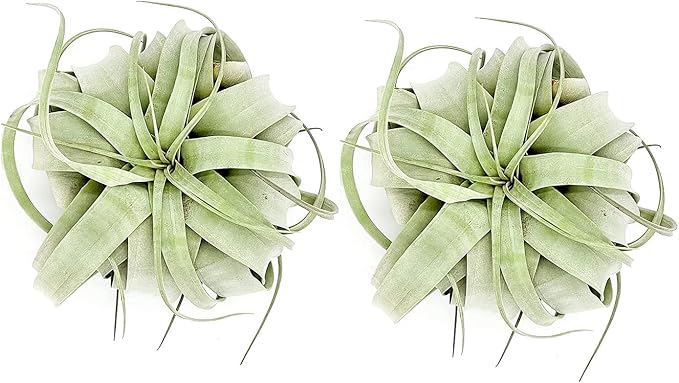 Air Plants - Tillandsia Xerographica, Large 5-7” - 2ct - Live Arrival Gauranteed - House Plants for Home Decor & Gift
