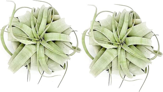 Air Plants - Tillandsia Xerographica, Large 5-7” - 2ct - Live Arrival Gauranteed - House Plants for Home Decor & Gift