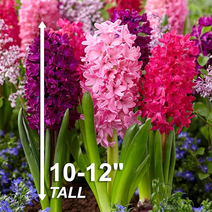 Garden State Bulb Pink Mix Hyacinth Flower Bulbs, 14/15cm, Fragrant, Fall Planting (Bag of 50)