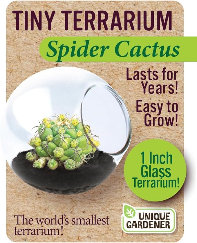 Tiny Terrarium Plant Seeds 6 Variety Cacti Pack, DIY Indoor Succulents and Live Plants for Home or Garden Planting, Assorted Cacti Pack