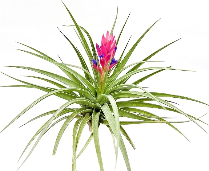 Air Plants - Flowering Tillandsia Stricta Large 5" - 3ct - Live Arrival Guaranteed - House Plants for Home Decor & Gift