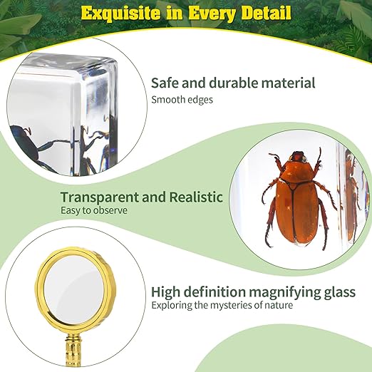 15 Insect specimens,Real Specimens of Various Butterflies and Beetles Made of Resin, Used for Science Classroom Science Education Animal Specimens, Bug Preserved,Oddities, Biology (15 Pcs Beetles)