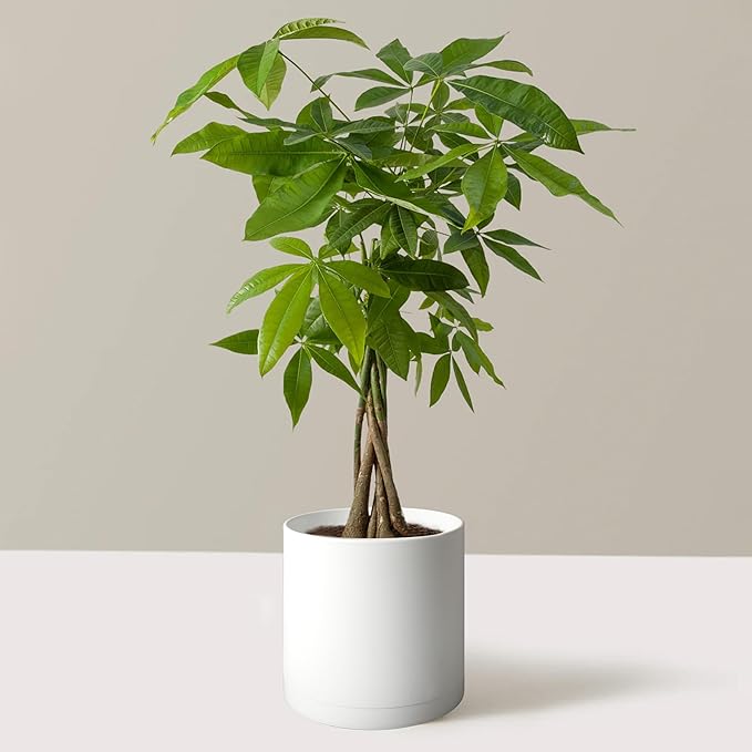 Giraffe Creation 10-Inch Round Cylinder Plant Pot, Modern Indoor/Outdoor Planter with Drainage Hole, Saucer & Water Reservoir, White