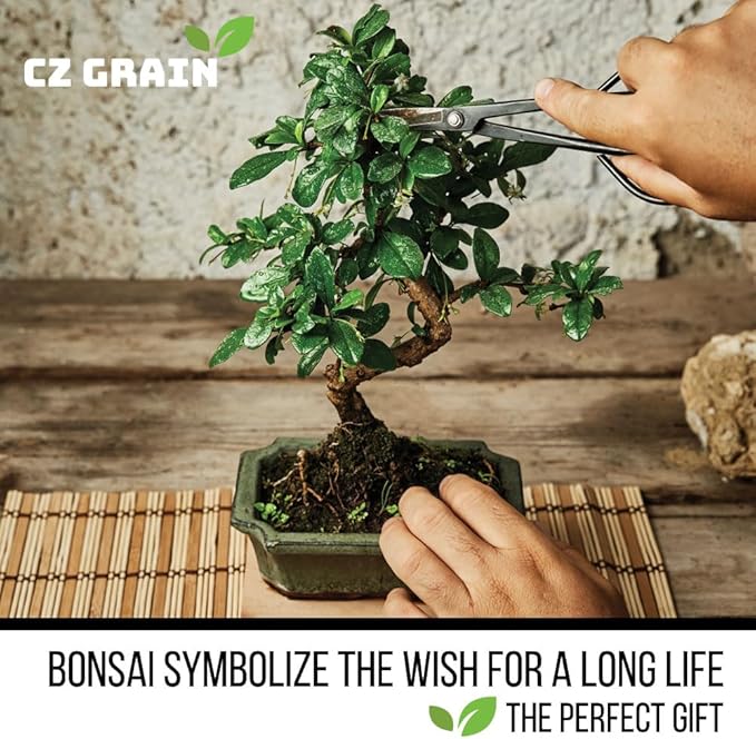 12 Bonsai Tree Seeds Kit - 300+ Seeds - Red Maple, Blue Spruce, Cherry Blossom, Wisteria, Black Pine, Flame, Chinese Elm, Purple Lilac, Trident Maple, Albizia Juibrissin, Judas, Desert Rose