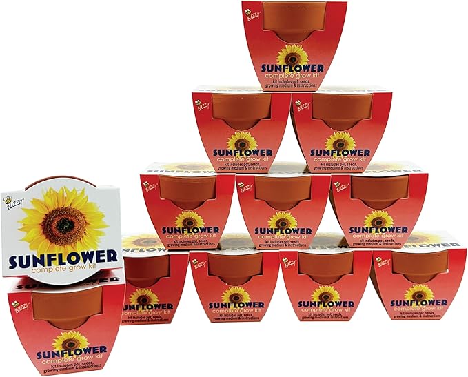 BUZZY Seeds Terracotta Mini Grow Pots | Herb, Plant, Flower Starter Kit for Kids & Adults | Sunflower 12-Pack, Classic Collection | Guaranteed to Grow | Best Indoor-Outdoor Gardening Gift