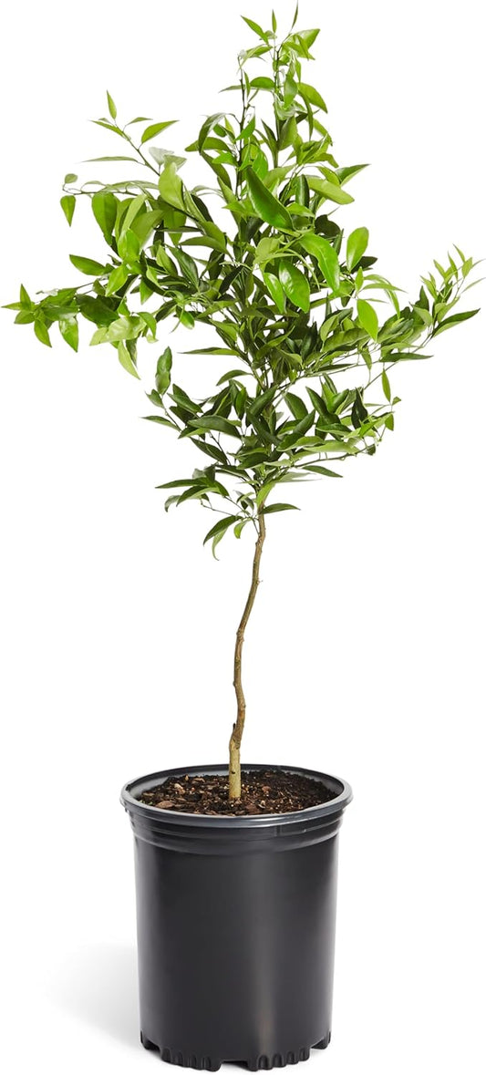 Brighter Blooms - Nules Clementine Tree, 4-5 Feet - Live Fruit Plant - No Shipping To AL, AZ, CA, FL, GA, LA, OR, TX, MS