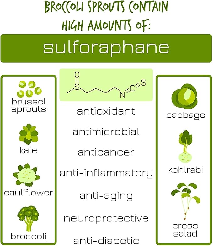 Organic Broccoli Sprouting Seeds by Handy Pantry | 8 oz. Resealable Bag | Non-GMO Broccoli Sprouts Seeds, Contains Sulforaphane