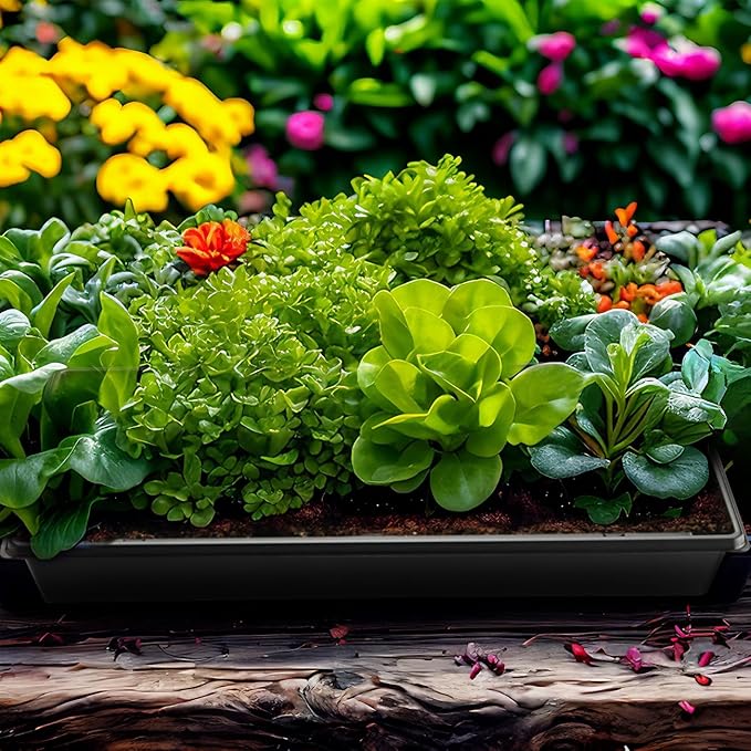 1020 Plant Tray with Tall 7.3'' Dome, 5-Pack Extra Large Seed Starter Tray with Humidity Domes, Heavy Duty 1020 Trays and Flats with Lid, Seed Germination Mini Greenhouse No Hole for Balcony Garden