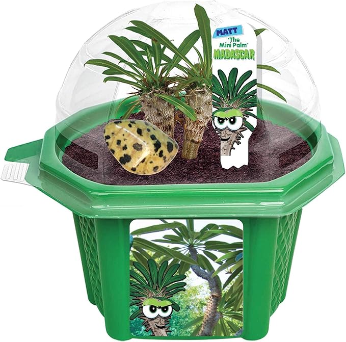 Toys by Nature Character Micro Domes Palm Plant Terrarium Starter Kit, Decorative and Easy-to-Grow Mini Terrariums with Complete Supplies and Genuine Jasper Stone! (Matt The Madagascar Mini Palm)