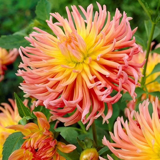 2Pcs Cactus Dahlia Bulbs for Planting Alfred Grille Great Cut Flowers Seeds for Planting Outdoors Dahlia Plants Blooms Summer to Fall - Cactus Plants Live Giant Dahlia Bulbs for Garden