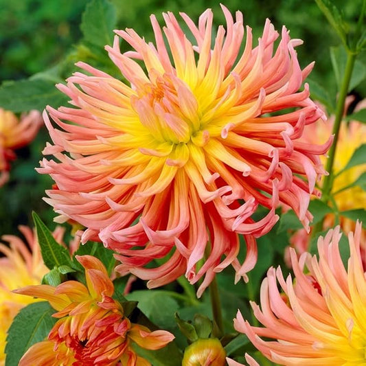 2Pcs Cactus Dahlia Bulbs for Planting Alfred Grille Great Cut Flowers Seeds for Planting Outdoors Dahlia Plants Blooms Summer to Fall - Cactus Plants Live Giant Dahlia Bulbs for Garden