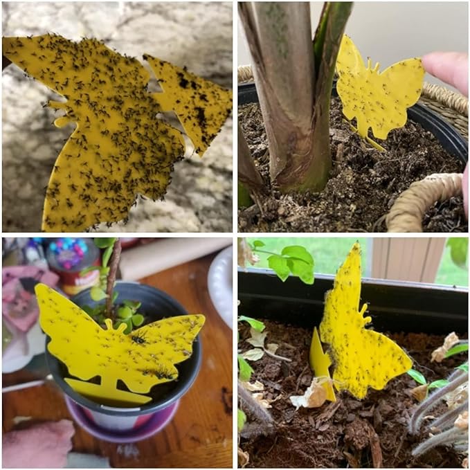 54 Pack Fruit Fly Trap for Indoor, Gnat Traps for House Indoor, Fungus Gnat Killer Sticky Traps for Plants, Mosquitoes, Flying Insects