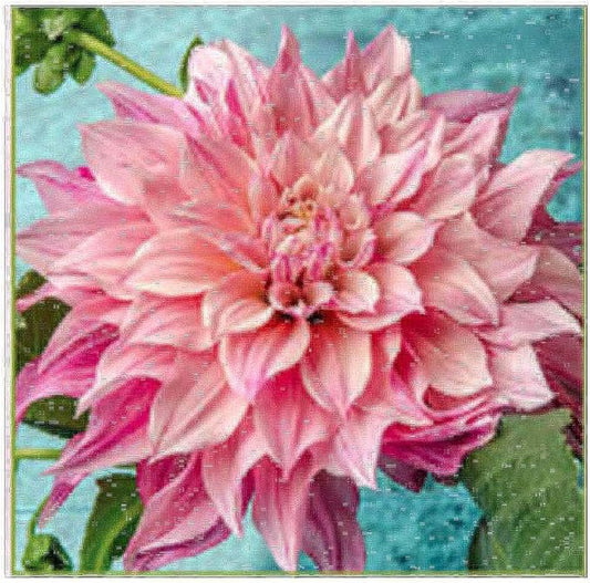 Café Au Lait Royal Dahlia - 5 Gallon Size Bare Root Tuber - Lavish Purple-Pink Blooms for Spring Planting 2025 - Large Tuber for Spectacular Gardens