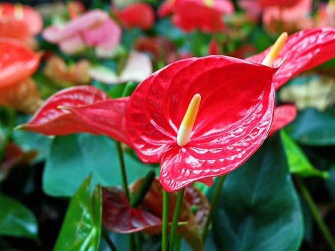 Premium Anthurium Soil Mix - Perfect Blend for Thriving Anthurium Plants - 1 Quart