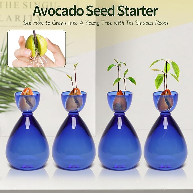 Avocado Vase Avocado Seed Starter Vases Avocado Trees Live Plants Growing kit Glass 2pc