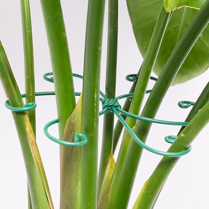 Monstera Plant Stem Support - 5 Pack 6.5"x6.5" Green Metal Stem Stabilizers, Adjustable Ring Clamps for Indoor Plants, Fishbone Cactus, Turtle Shell Bamboo & Climbing Vines