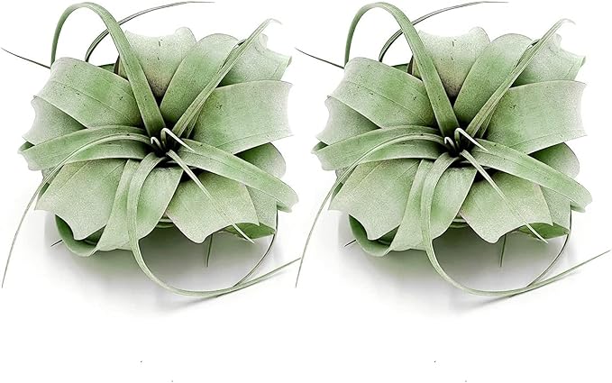Air Plants - Tillandsia Xerographica, Regular 3-5” - 2ct - Live Arrival Gauranteed - House Plants for Home Decor & Gift
